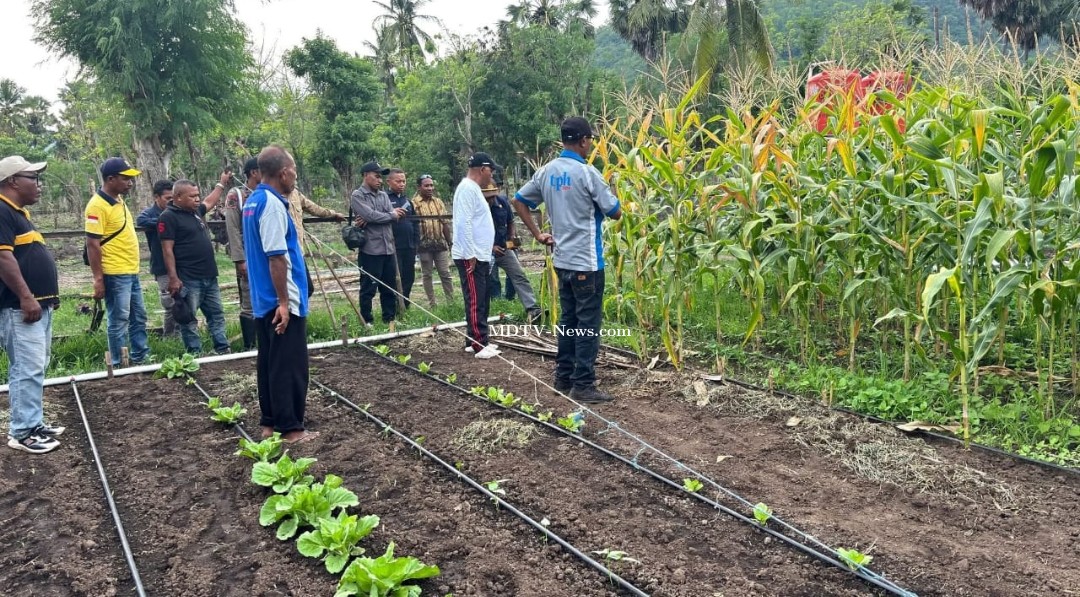 Dorong Perluasan Lahan, Penguatan Infrastruktur Air, dan Penataan Klaster Produksi, Bupati Lembata Tinjau Pengembangan Jagung Industri Dan Holtikultura Di Buyasuri - Omesuri